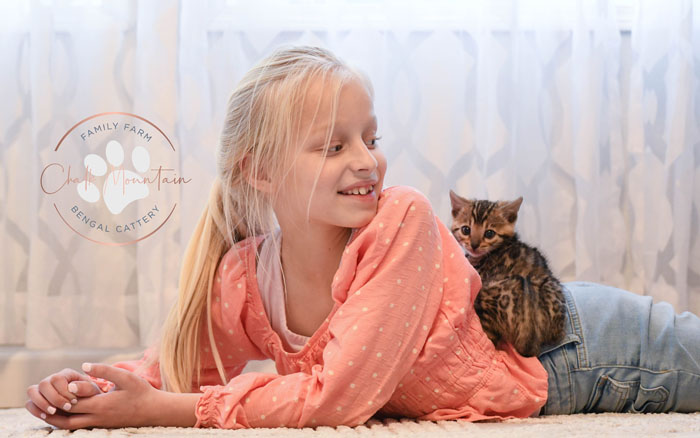 Bengal kitten for sale